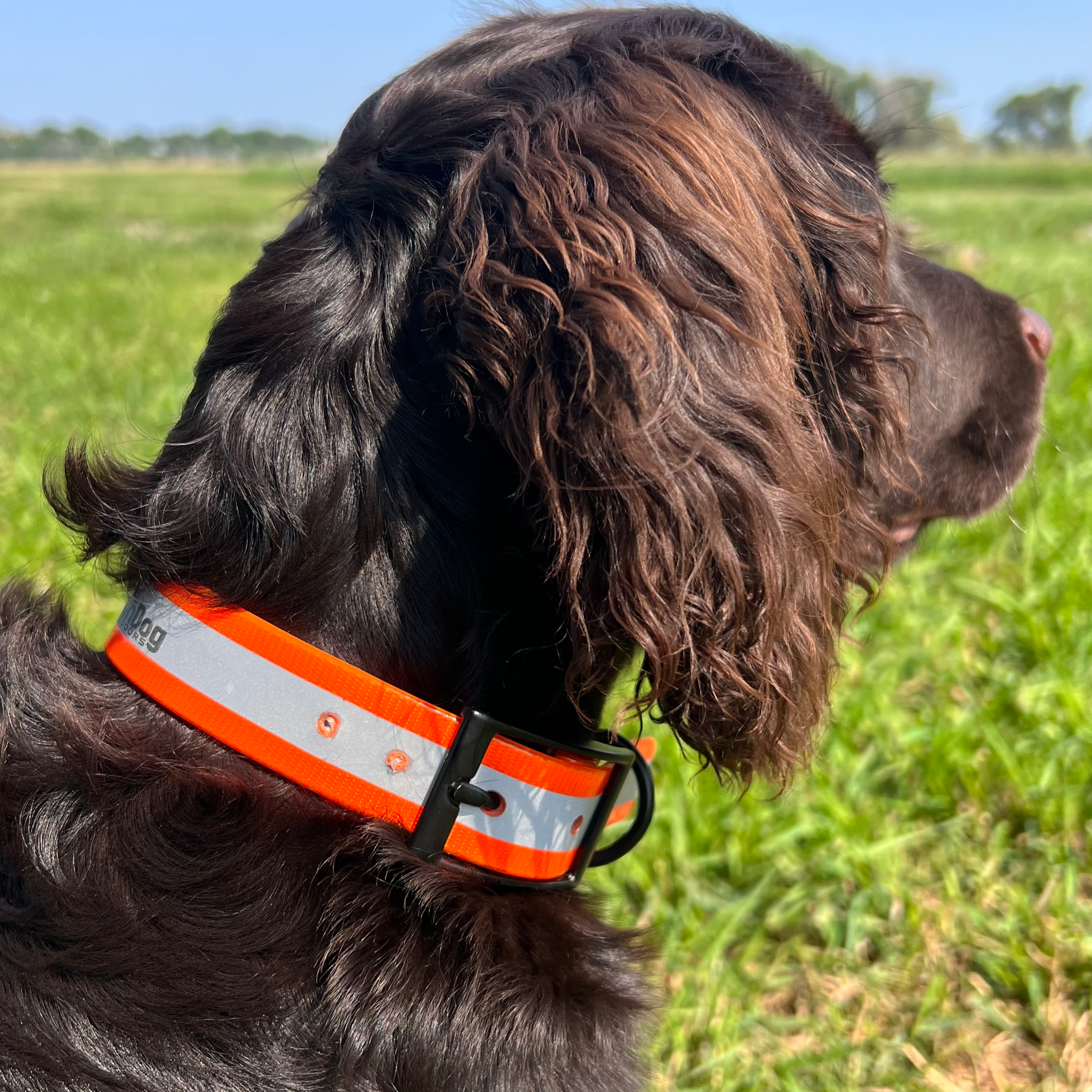 GDO Reflective Collar